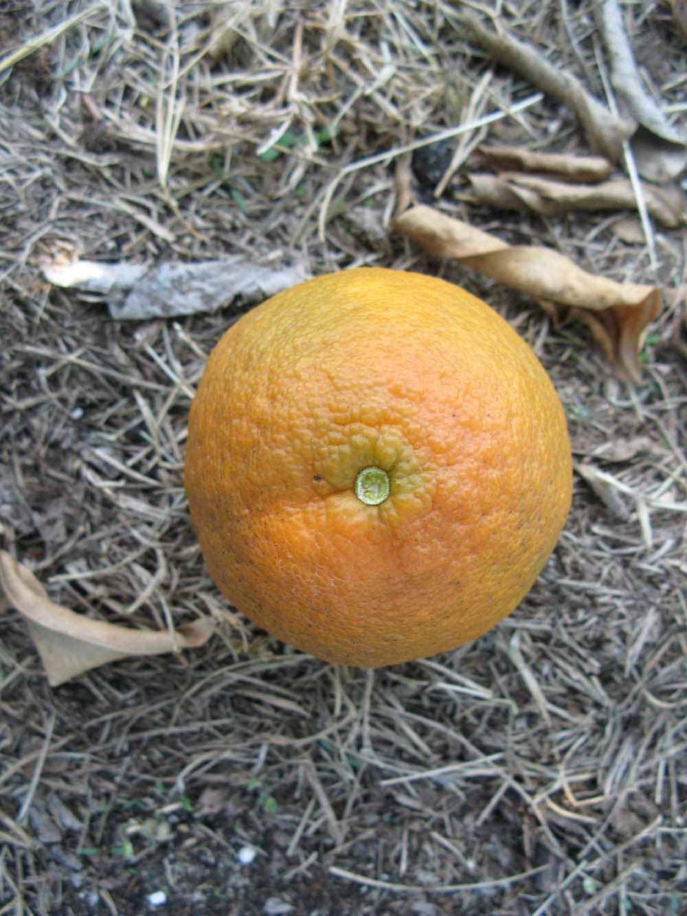              Fruit (Winter Haven, FL)       